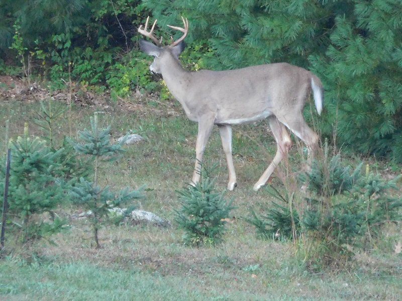 Hunting seasons commence in the North Country